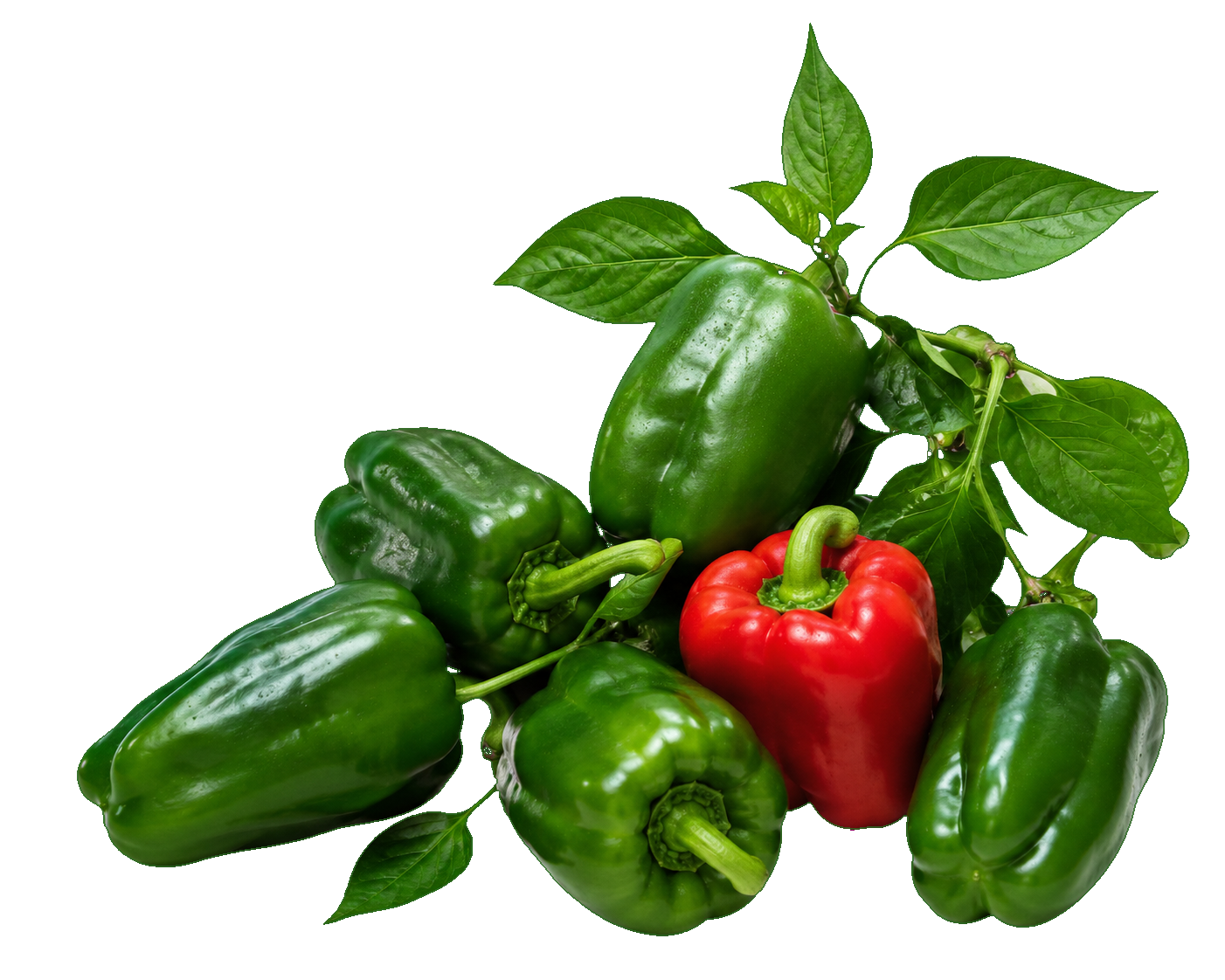 Chiles dulces frescos de GONSO Honduras